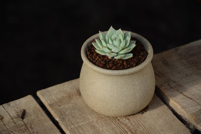 Echeveria Succulent