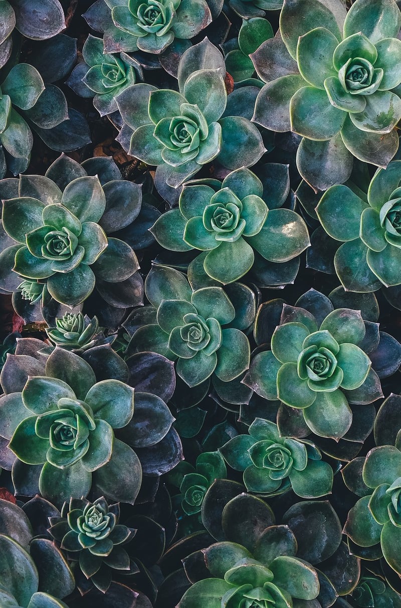 Succulent Living Wall
